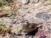 koningrooibekkie ma  Pin tail Whydah - Frieda Prinsloo 2014 : frieda
